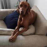 Winston Toole - @winstonthehungryvizsla - Instagram