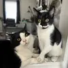 Jackson&Winston - @jackson.and.winston - TikTok