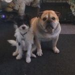 Winston & Jackson - @winstonjackson19 - Instagram