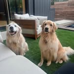 Winston & Jackson 🐶🐾 - @winston_and_jackjack - Instagram