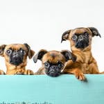 Winston, Harlow & Jackson - @the.smooth.grifters - Instagram