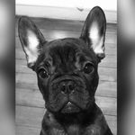 Winston Jackson - @winston_frenchiee - Instagram