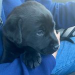 Winston Jackson Armstrong 🐶 - @winston_armstrong_ - Instagram