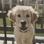 Winston Jay - @winstonjaythegolden - Instagram