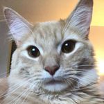Winston Jay - @winston_jay_the_cat - Instagram