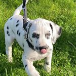 Winston - king of the mountain - @winston_kingofthemountain - Instagram