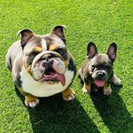 Winston King & Milo Prince 👑👑™️ - @winston.and.milo_ - Instagram