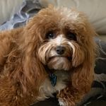 Winston King Cavoodle 🐶 - @winstonthetoycavoodle - Instagram