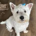 Winston Lynch - @winston_the_wacky_westie - Instagram