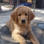Winston ‘the dood’ Lynch - @winston_thedood_lynch - Instagram
