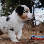 @winstonlynchthedog - Instagram