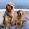 Winston & Mazey - @winstonandmazey - TikTok