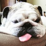 Sir Winston Moonpie - @sirwinstonmoonpie - Instagram