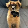 Winston - @winston_moon - TikTok