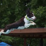 Winston Frank Moon - @winstonfrankmoon - Instagram
