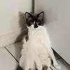 winston_mooneyes - @winston_mooneyes - TikTok