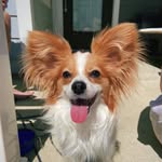 Sir Winston Moore Neal - @winston_thebutterflydog - Instagram