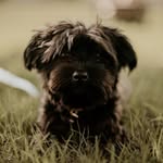 Winston Martinez-Moore - @winston.the.yorkipoo - Instagram