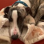 Winston Moore - @winstonthe.whippet - Instagram