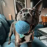 Winston Paul - @winston_paul_pup - Instagram