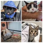 Gato, Winston, Perry y Rodrigo - @monitoscastillo - Instagram