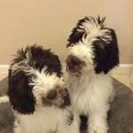 George and Winston Perry - @georgeandwinston - Instagram