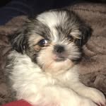 Winston Cornelius Perry - @winstonthedog17 - Instagram