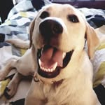 winston doggo - @winston_perry_thelab - Instagram