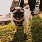 Winston Perry - @sir_winston_thepug - Instagram