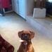 Winston the Perry HVAC Dog - Facebook