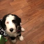 WinstonTheSheepadoodle - @winston_sheepadoodle_perry - Instagram