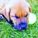 winston - @winston_pierce1 - Instagram