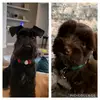 WInston & BaileyTheMinis - @winstonpiercethemini - TikTok