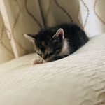 Winston Pierce - @winston_thecutestcatever - Instagram