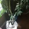 Jace - @jace.winston.pittman - TikTok