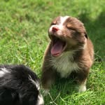 Winston Pittman-Maggiore - @winston_the_traveling_aussie - Instagram