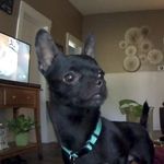 Winston - @winstonplummerchihuahua - Instagram