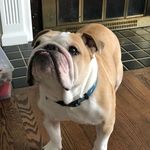 Winston Powell - @winstonpowell_thebulldog - Instagram