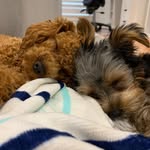 Winston And Ruby Rowe - @winston_and_ruby - Instagram