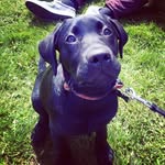 Winston Rowe - @winston_the_labrador - Instagram