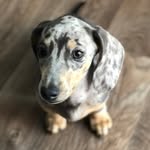 Winston Rowell - @winstonthesausagerowell - Instagram