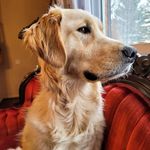 🐾𝙒𝙞𝙣𝙨𝙩𝙤𝙣 𝙎𝙖𝙢𝙪𝙚𝙡 𝘽𝙖𝙧𝙧𝙤𝙣 - @winstonsamuelbarron - Instagram