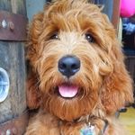 Sir Winston Samuel II - @sirwinstonofdoodle - Instagram
