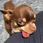 Winston Samuel Prinsloo - @chihuahua_winston - Instagram
