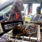 Sharpie&duke&winston - @sharp.a.duke.and_a_winston - Instagram