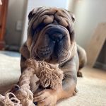 Sir Winston Sunrise - @winston_da_sharpei - Instagram