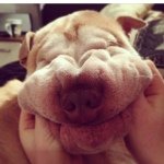 Winston - @winston_thesharpei - Instagram