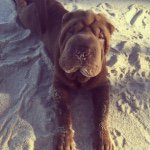 Winston - @winstonthesharpei - Instagram