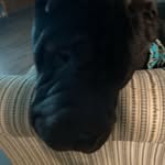 Winston - @winston.is_a_sharpe - Instagram