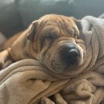 Winston - @winston_sharpeagle - Instagram
